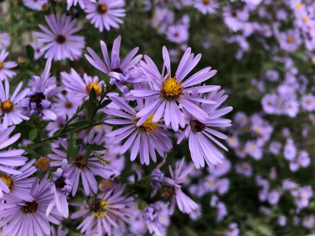 September birth flower: Aster<p><a href="https://unsplash.com/photos/e5TWulfDEqs" rel="nofollow noopener" target="_blank" data-ylk="slk:Rebecca Asryan via UnSplash;elm:context_link;itc:0;sec:content-canvas" class="link ">Rebecca Asryan via UnSplash</a></p>