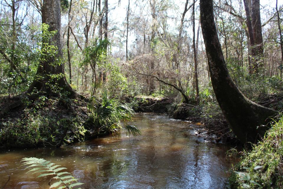 Running water from a creek at Loblolly Woods Nature Park in Gainesville, Florida on February 16, 2021. Both Hogtown and Possum Creeks run through the park.