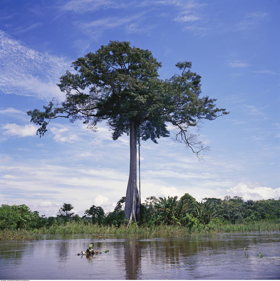 A tree by a river.