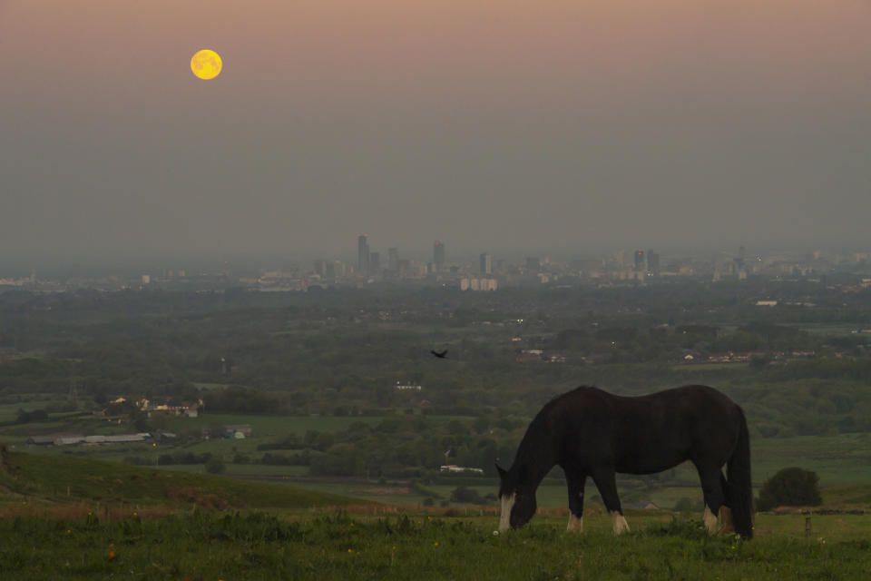 Horses graze as the full moon sets above Manchester city centre.