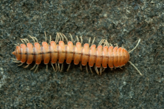 The bioluminescent millipede <i>Motyxia sequoiae</i> from California, shown in natural light.