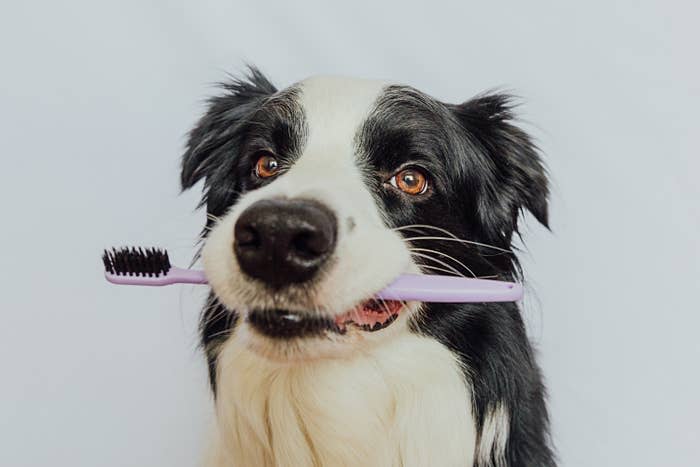 Black and white dog holding pink tooth brush in its mouth