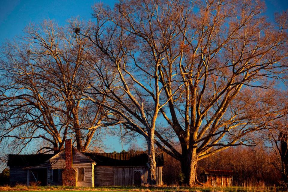 The last rays of winter sunlight illuminate large trees and the abandoned buildings on a rural North Carolina tobacco farm.