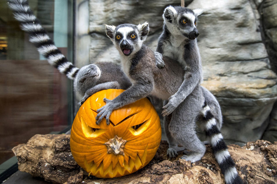 Lemurs at a Czech Republic Zoo