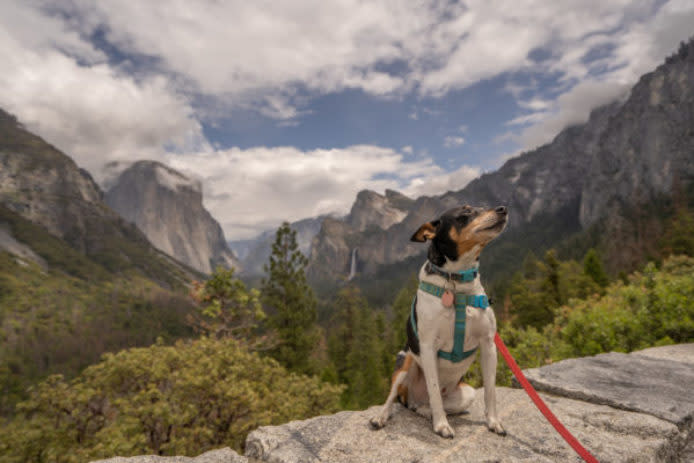 Planning a national park adventure with your furry friend in tow? Explore these dog-friendly options