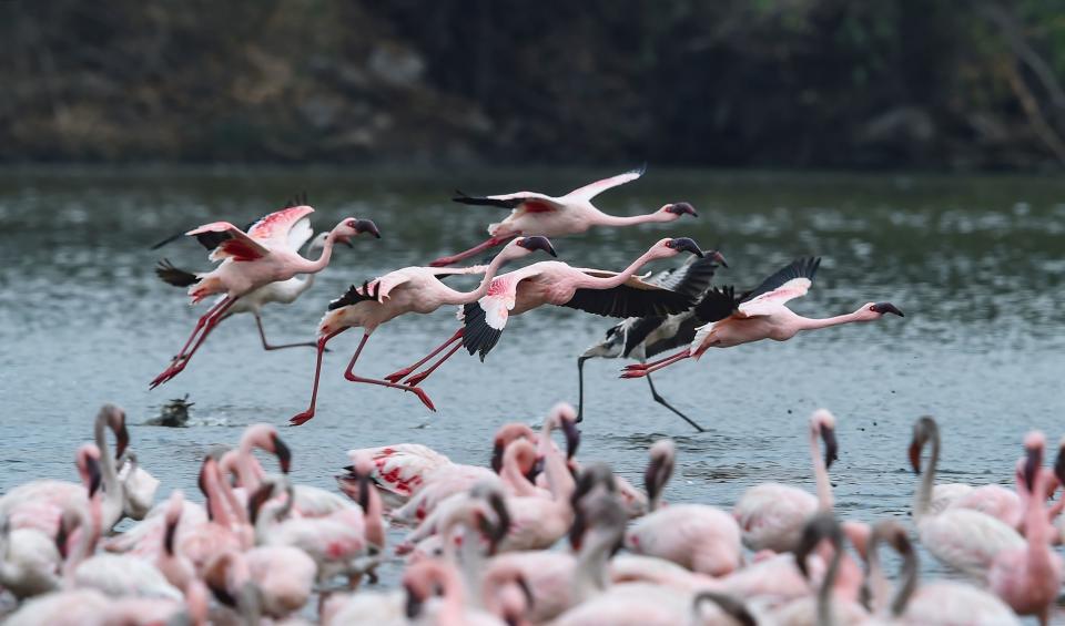 A flock of flamingoes behind NRI colony in Talawe wetland, Nerul, in Mumbai on Sunday.