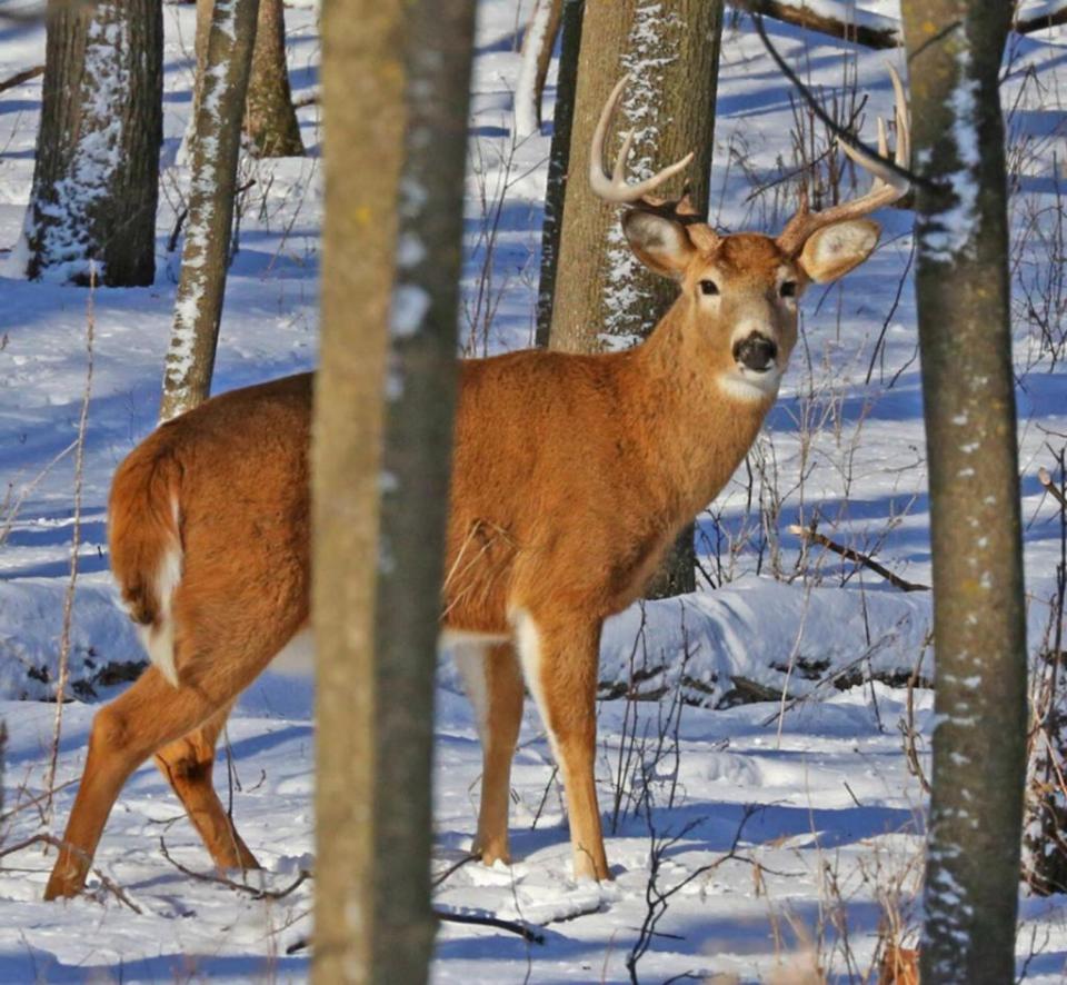 全美國範圍內的鹿、麋鹿、馬鹿以及其他動物正在成為慢性消耗病的受害者。 （圖／Getty Images）