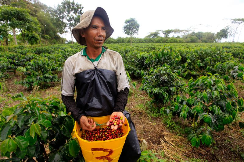 Foto de archivo. Un campesino recoge café en un cultivo ubicado cerca al municipio de Montenegro, en el departamento del Quindío