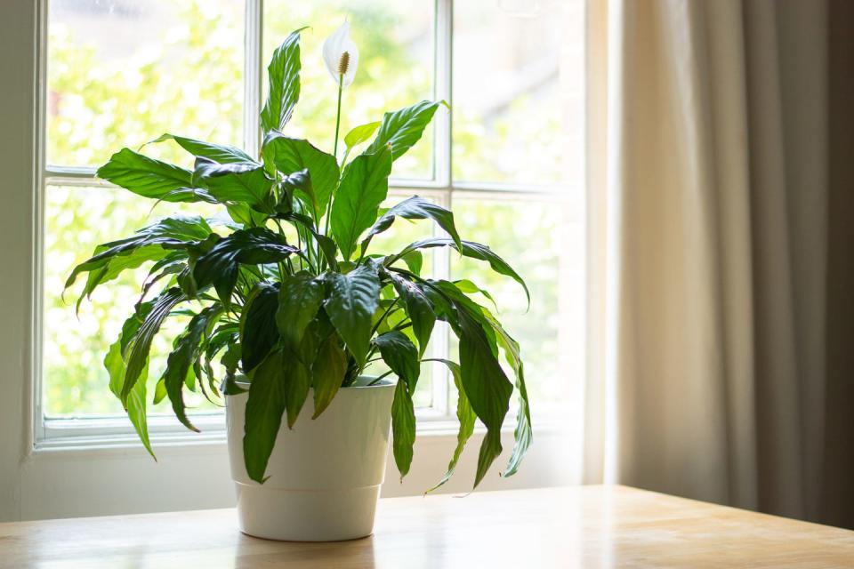 house plant next to a window in a beautifully designed interior