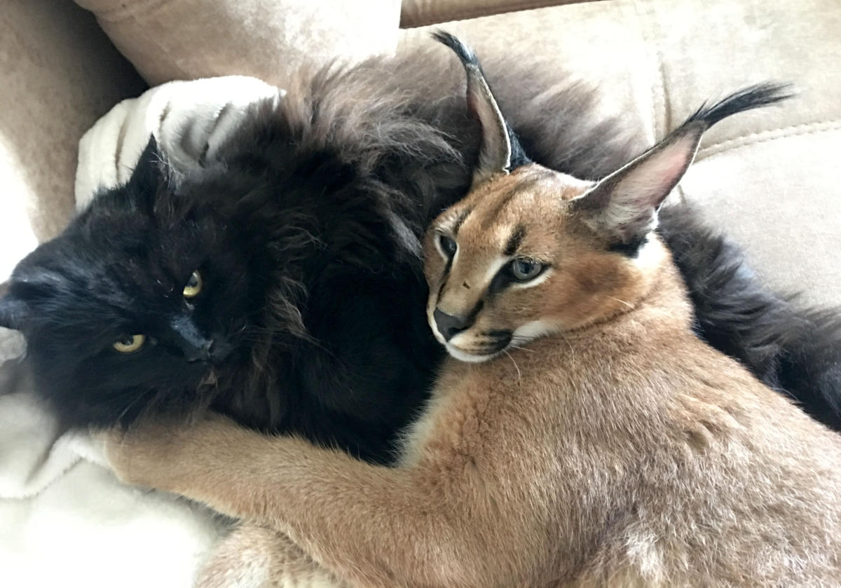 pet caracals