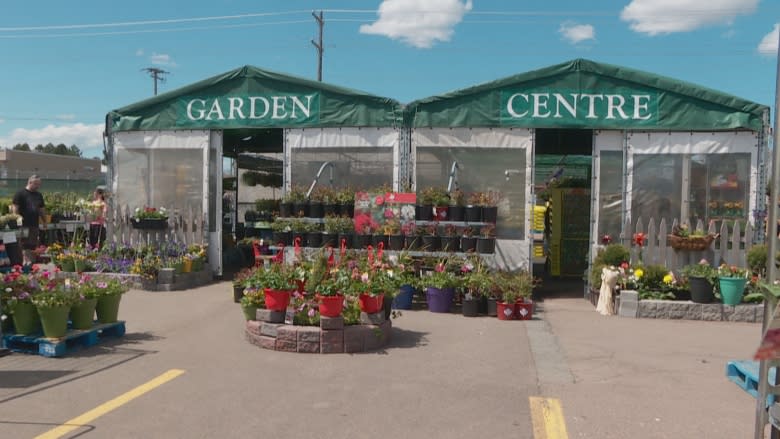 Lucy the duck a no-show at Superstore Garden Centre