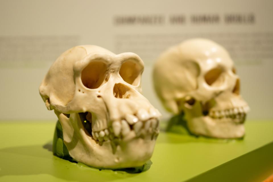 A model of a chimpanzee’s skull is displayed next to that of a human in the new exhibit “Becoming Jane: The Evolution of Dr. Jane Goodall” at the Natural History Museum of Utah in Salt Lake City on Saturday, Dec. 9, 2023. | Spenser Heaps, Deseret News