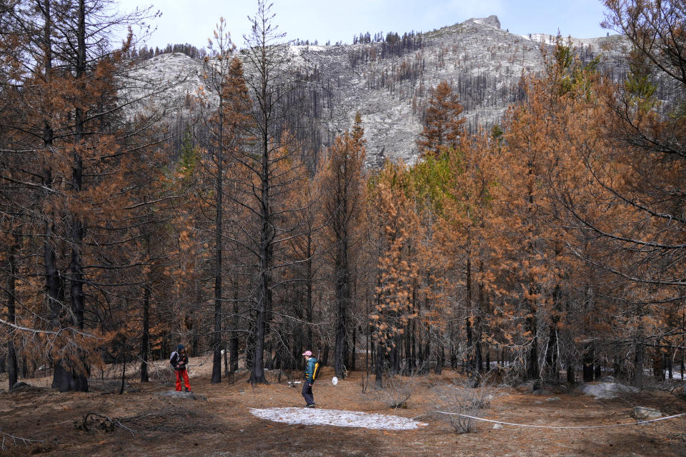 Researchers collect data near a patch of snow at the site of the 2021 Caldor Fire on Monday, April 4, 2022, near Twin Bridges, Calif. As wildfires intensify across the West, researchers are studying how scorched trees could lead to a faster snowmelt and end up disrupting water supplies. Without a tree canopy, snow is exposed to more sunlight. (AP Photo/Brittany Peterson)