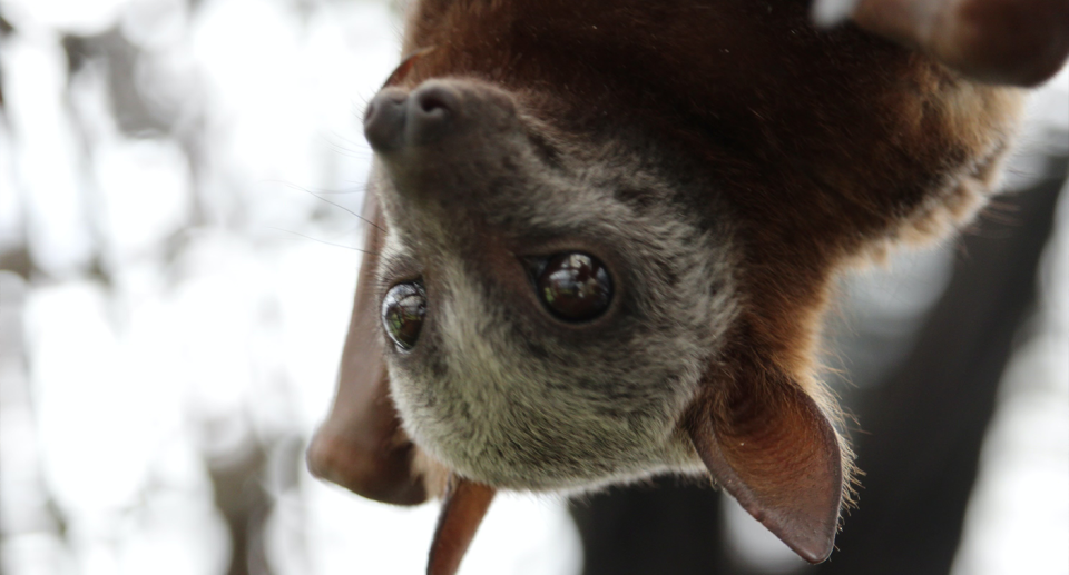 Phil England believes Australians are becoming less tolerant of wildlife. Source: Supplied