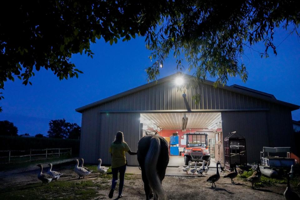 Keirstie Carducci, 65, of Ottawa Lake, leads Malibu, 24, into the barn for the night at 9:30 p.m. in Ottawa Lake on Friday, July 28, 2023. Taking the horses and donkey into the barn for the night is one of the last activities before Carducci ends her rehab duties.