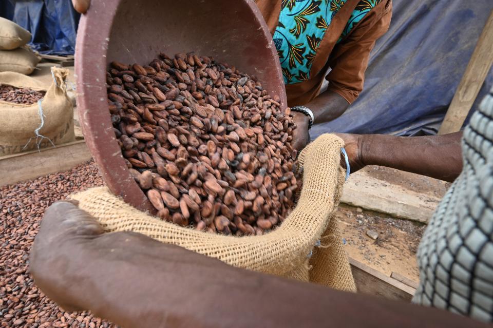 Ivorian cocoa farmers fill bags with organic cocoa beens at the warehouse of the local farmers' collective, the Fair Cooperative Society of Bandama (SCEB) in M'brimbo, a village in central Ivory Coast village near Tiassale, on April 19, 2021. Cocoa farmers across Ivory Coast, the world's biggest producer of the key ingredient for chocolate, are down in the dumps after prices for their commodity have fallen for the second year running. Not so in M'Brimbo, a village in central Ivory Coast which 11 years ago became a testing ground for organic cocoa farming and today is prospering. (Photo by Issouf SANOGO / AFP) (Photo by ISSOUF SANOGO/AFP via Getty Images)