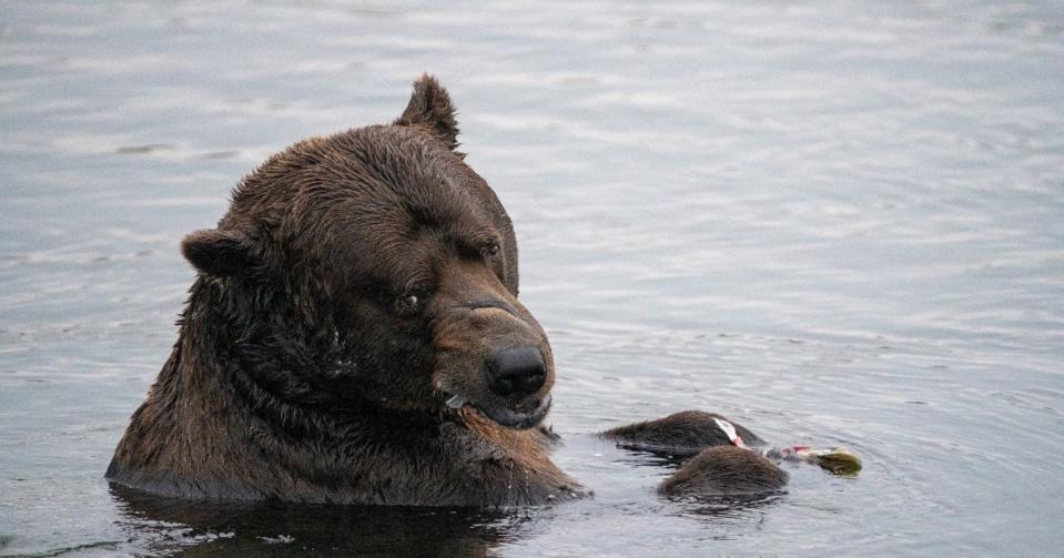 PHOTO: The 2023 Fat Bear Week runner-up is '32 Chunk.' (NPS Photo)