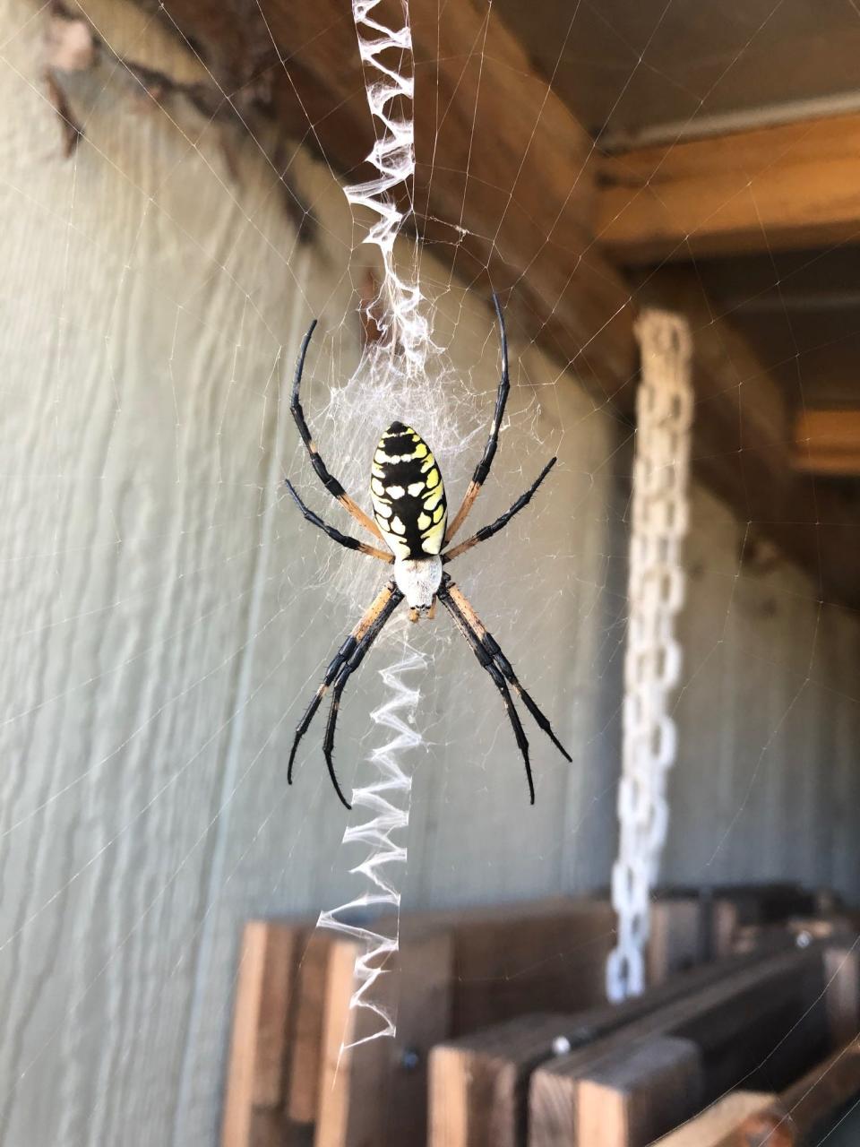 Yellow garden spider