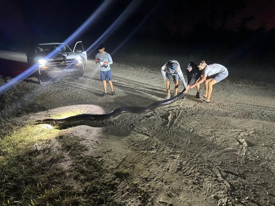 A 198-pound Burmese python is being caught in the Big Cypress National Preserve by Mike Elfenbein, Cole Elfenbein, Trey Barber, Carter Gavlock and Holden Hunter. It is the second heaviest python to be caught in Florida.