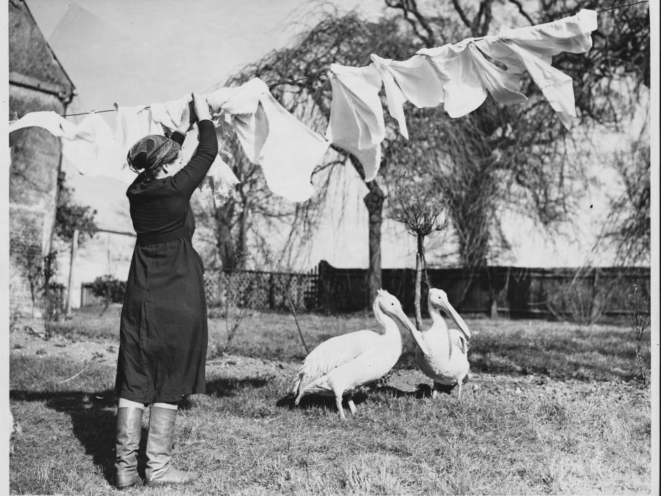 A woman hangs laundry with two pelicans in attendance in 1900.