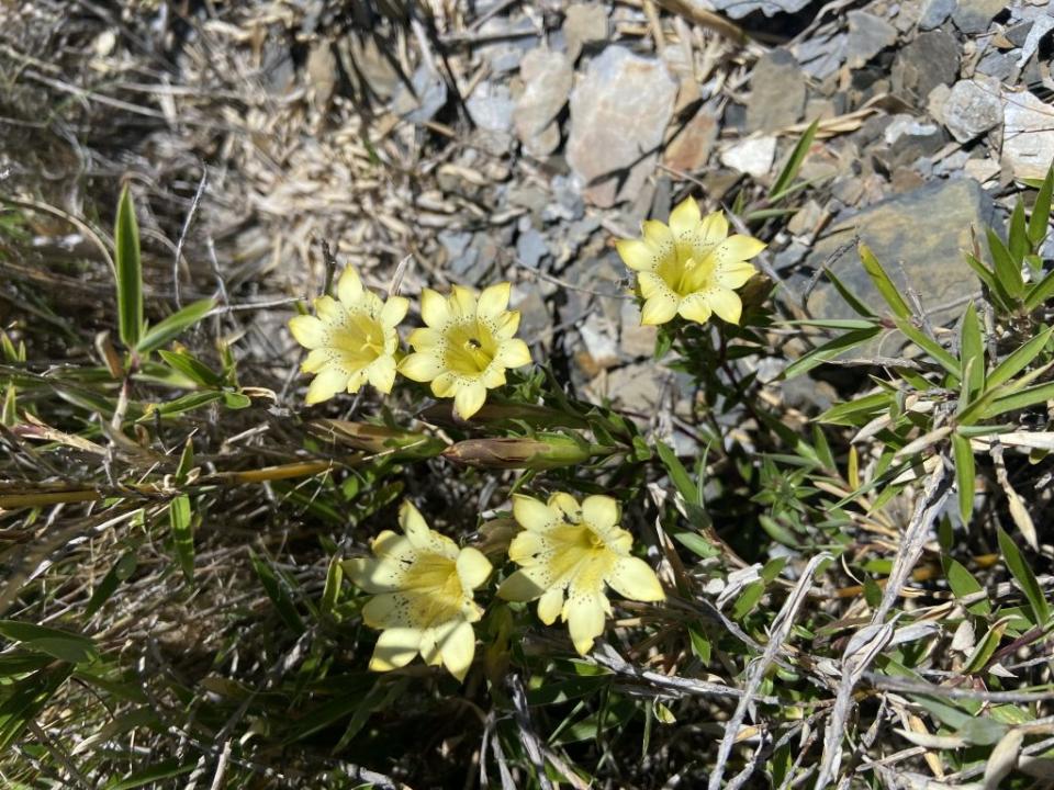 ↑↓南湖大山動植物生態豐富。