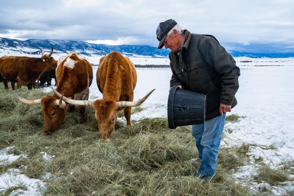 Don Gittleson feeds cattle, including longhorns, at his ranch north of Walden on March 13. Gittleson purchased longhorns to help prevent wolf depredations.