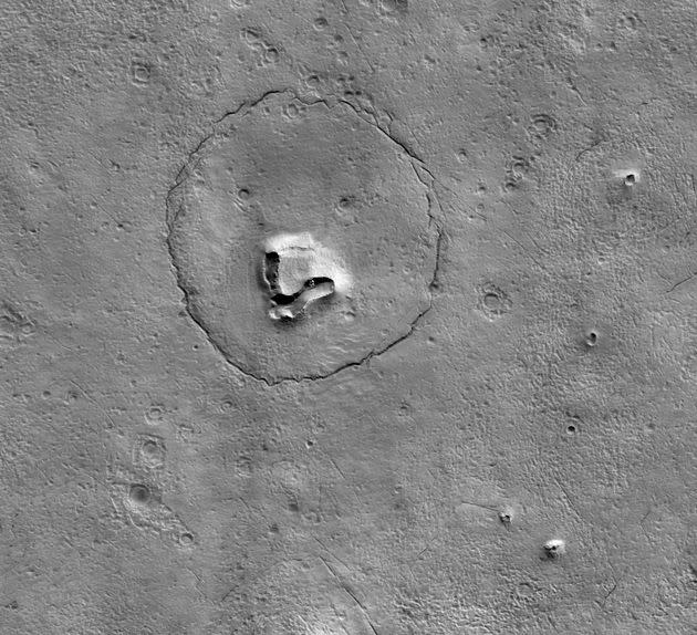 A bear on Mars?