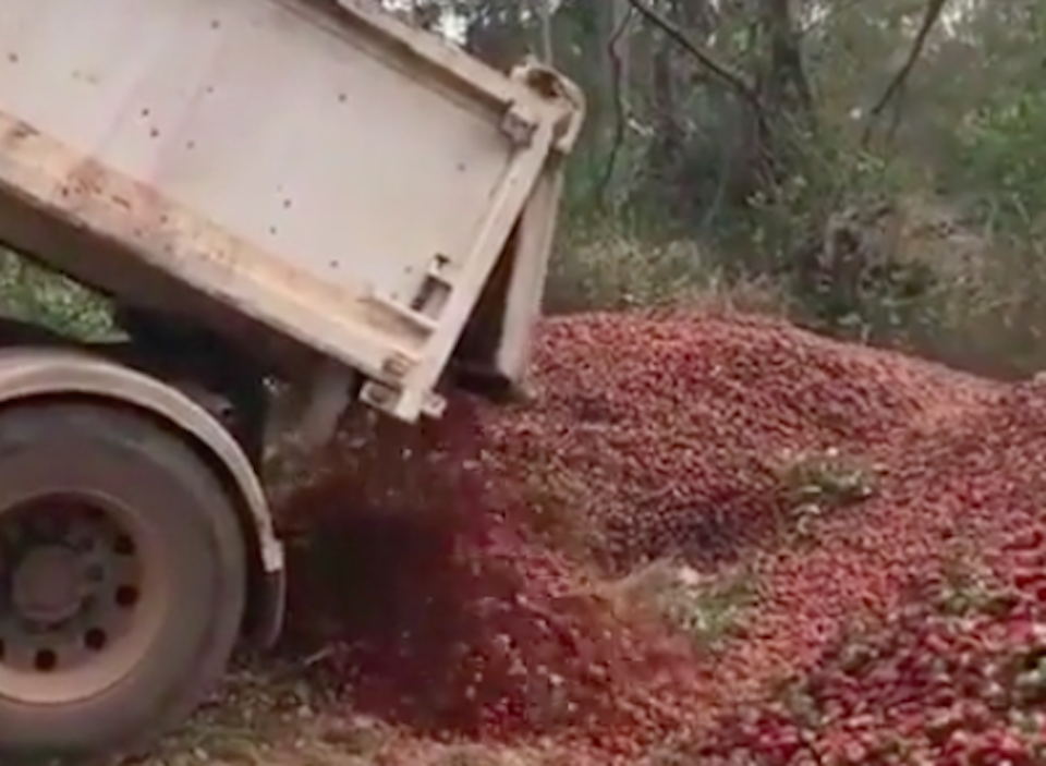 Strawberries are being dumped by the truckload after the needle scare (Picture: Yahoo News)