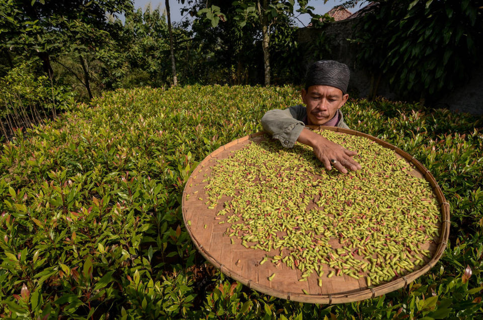 <p>Ein Bauer im indonesischen Dorf Bogor wirft geerntete Gewürznelken auf eine Bambusplatte. (Bild: Raisan Al Farisi/Reuters) </p>