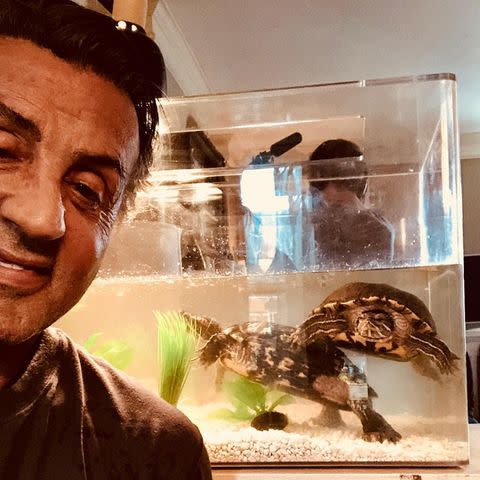 <p>Sly Stallone/Instagram</p> Sylvester Stallone with turtles Cuff and Link