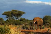 An elephant walks in the Pafuri game reserve in Kruger National Park, South Africa. Kruger National Park is one of the largest game reserves in South Africa spanning 19,000 square kilometres and is part of the Great Limpopo Transfrontier Park.