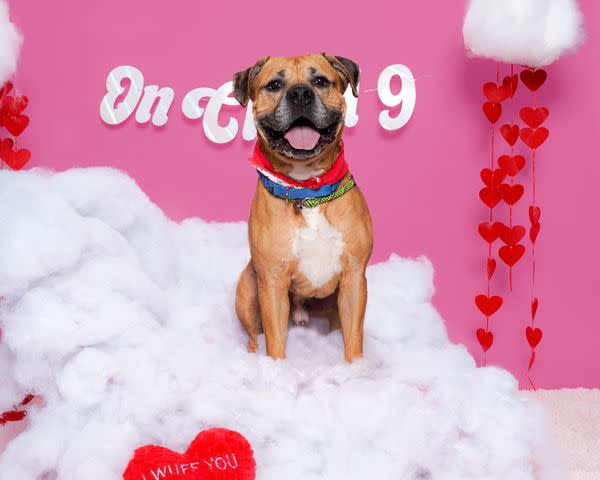 <p>Courtesy of Dubinsky Photos</p> Original Good Boy a long-stay shelter dog a St Hubert's Animal Welfare Center in New Jersey