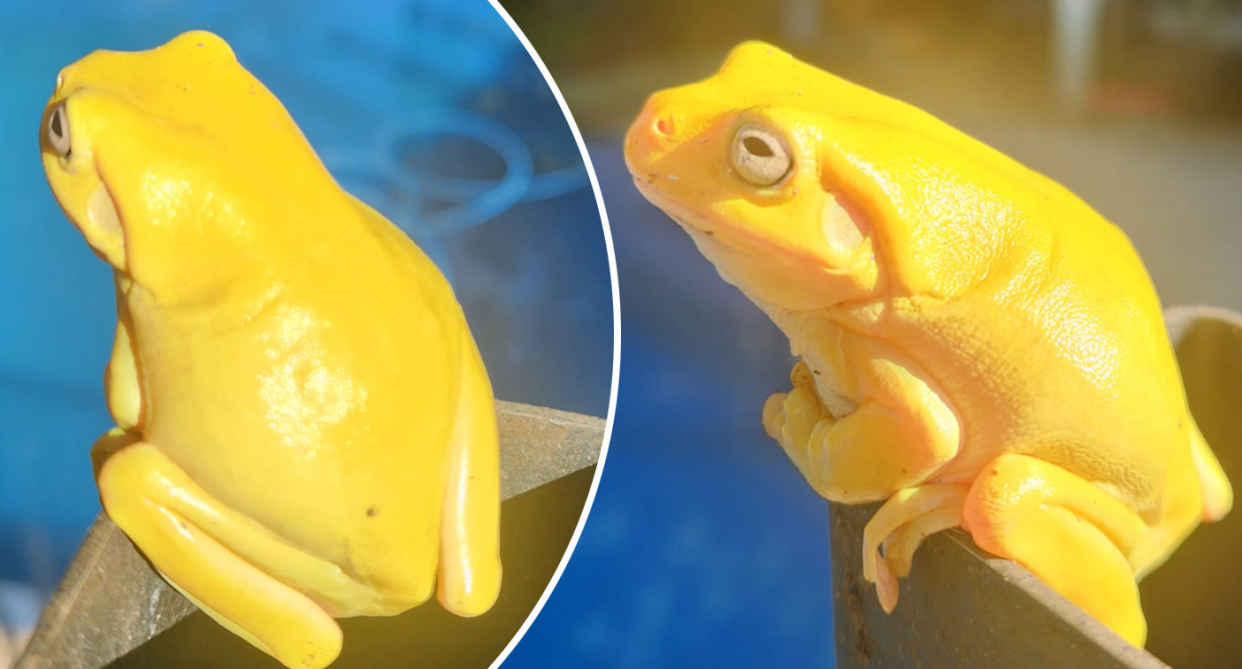 A yellow green tree frog photographed in Leanyer, in Darwin's north. 