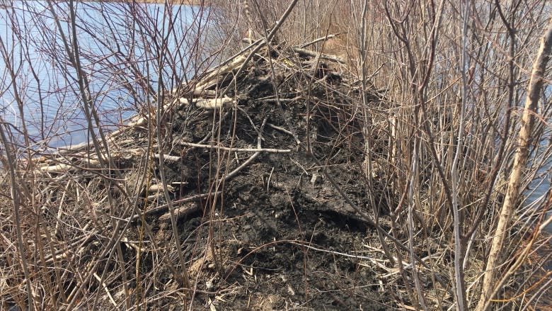 Beavers making a comeback in Windsor-Essex a sign of good habitat