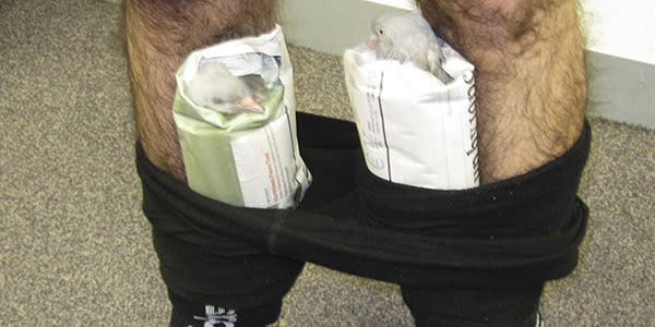 <strong>Live pigeons strapped to a man’s legs</strong> Flying from Dubai to Melbourne a man had pigeons stuffed into his tights. The man also attempted to smuggle in bird eggs, plant seeds and eggplant.