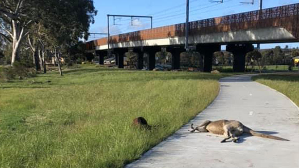 A kangaroo lies on the ground struggling to stay alive.