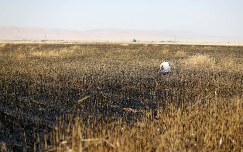 FILE PHOTO: A man checks a burnt wheat field in Qamishli