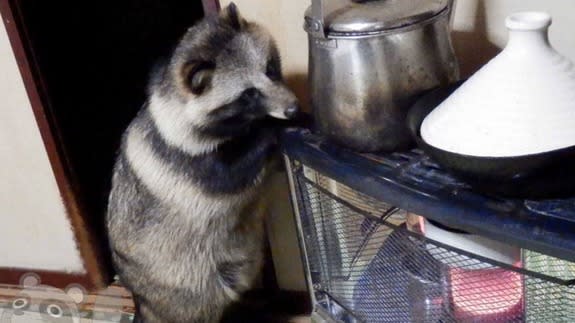 Raccoon_dog_tanuki1