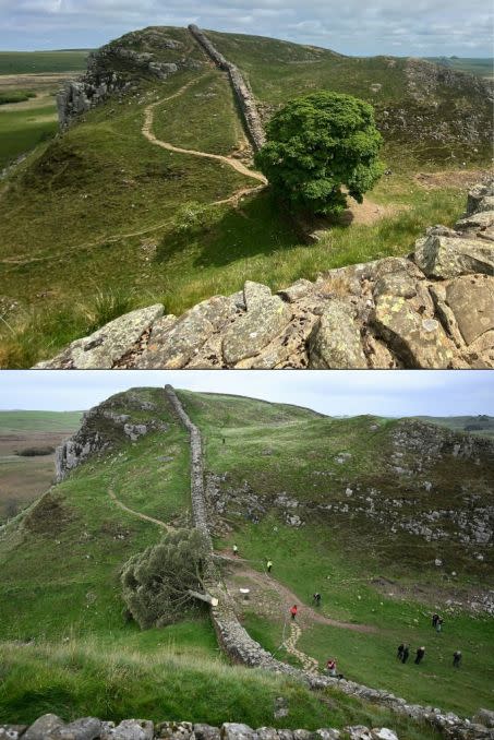 En haut, le Sycamore Gap le long du mur d\'Hadrien avant son abattage et en bas, des policiers en service au bord d\'un cordon autour du Sycamore Gap abattu. Crédit : Oli SCARFF / AFP