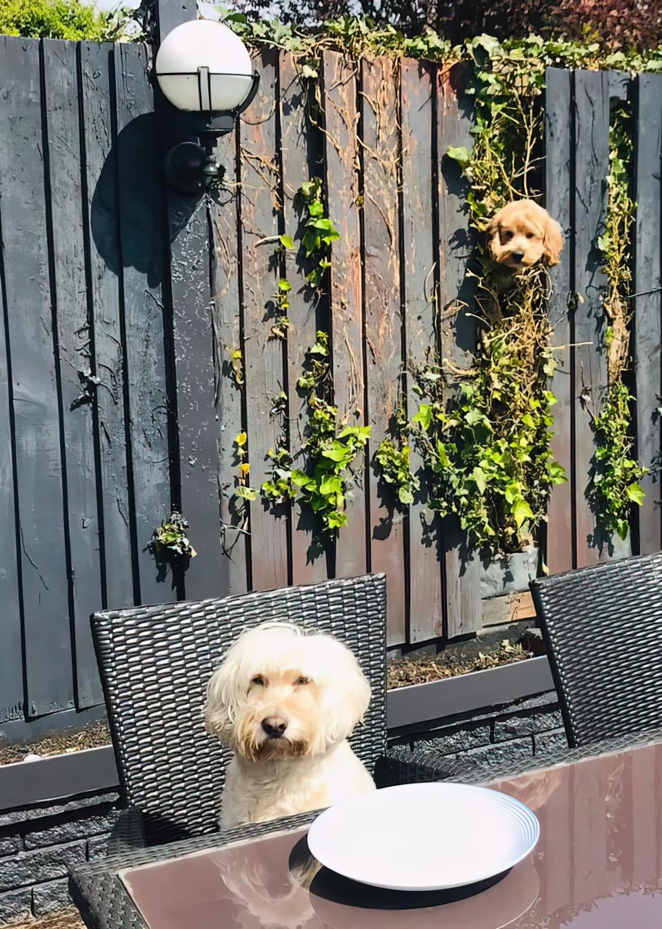 A dog sits at an outdoor table while another dog peeks through the fence in the background.