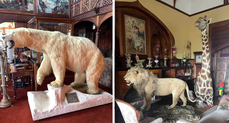 Two images from the Yarra Valley action, including taxidermy African animals and a polar bear.