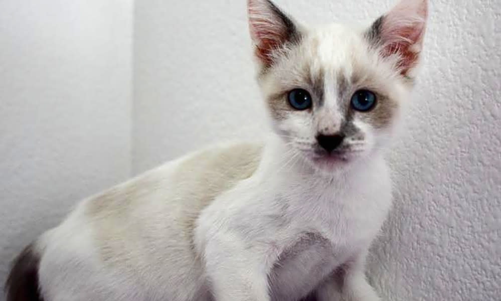 balinese cat adoption los angeles