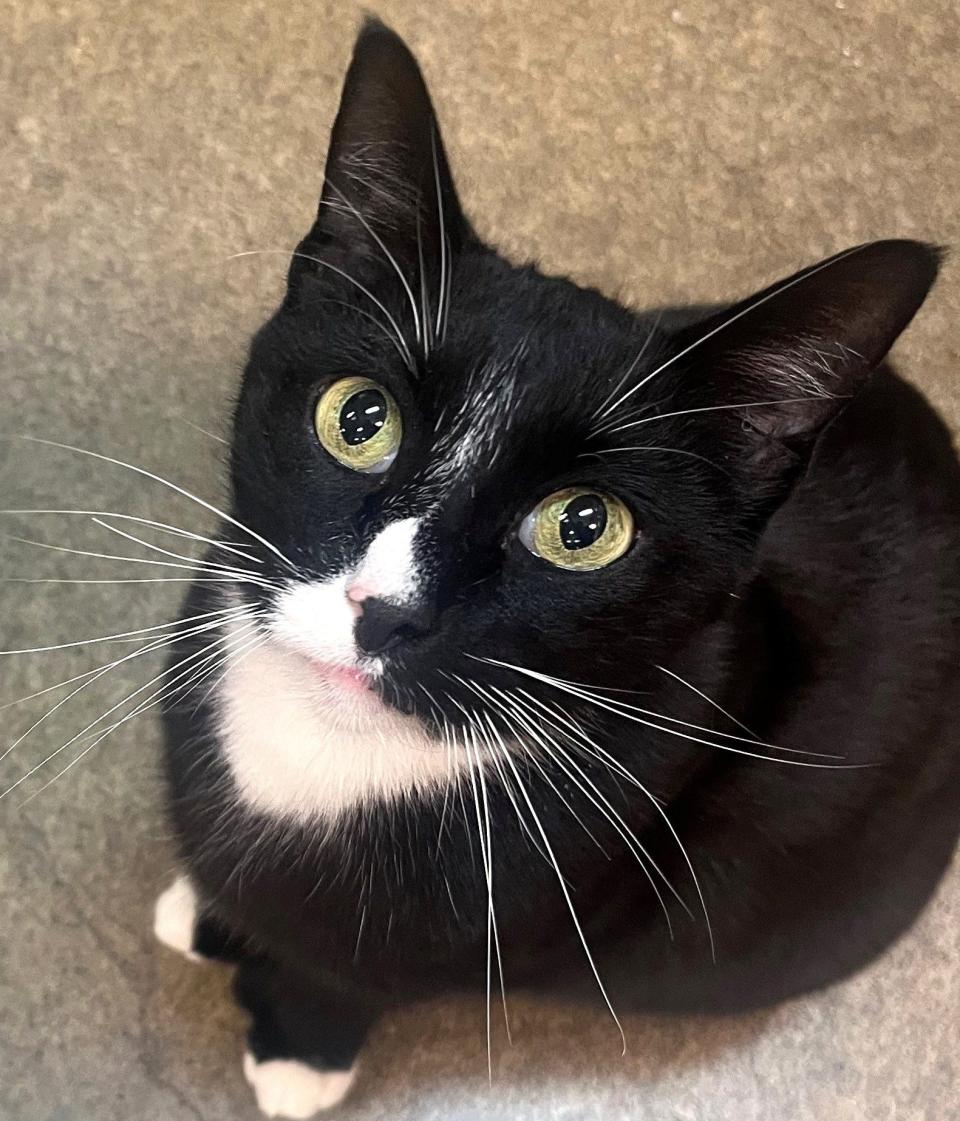 Blackietoes is a three-year-old tuxedo cat at Cat Rescue and Adoption Network