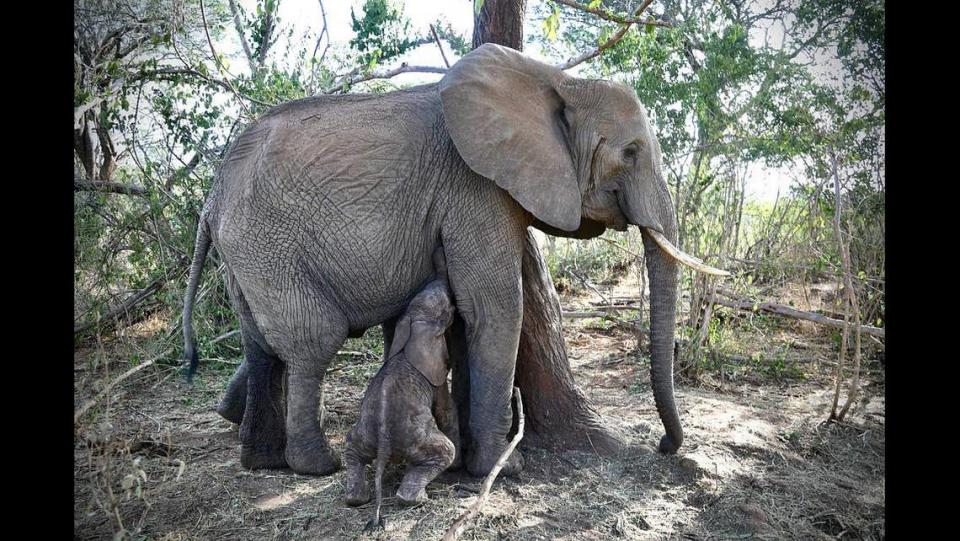 Mwana can now nurse from her mother, keepers said.