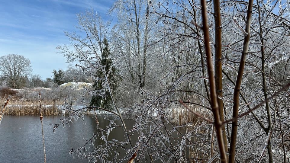 Ice clings to a tree in Falmouth, Maine, on Sunday. - Patrick Whittle/AP