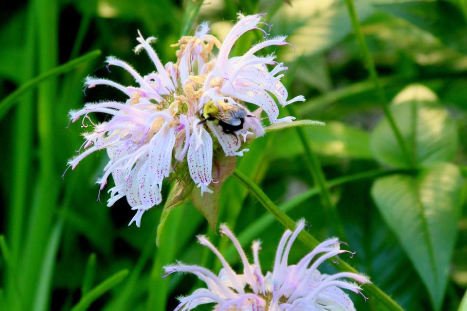 monarda bradburiana