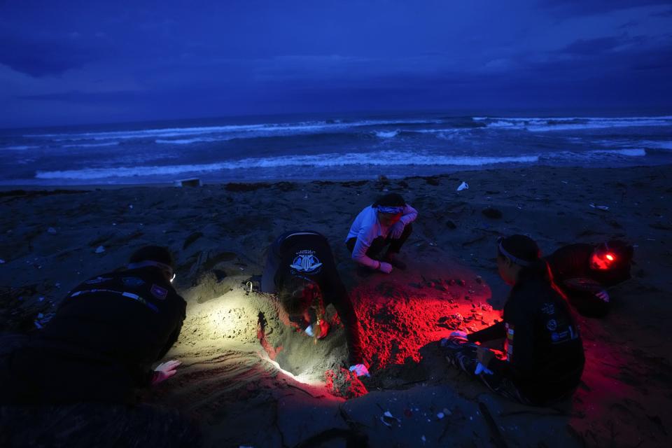 Members of The Leatherback Project for the conservation of leatherback turtles work on a nest excavation to study its contents near in Armila, Panama, early Sunday, May 21, 2023. Sea turtles in Panama now have the legal right to live in an environment free of pollution and other detrimental impacts caused by humans, a change that represents a different way of thinking about how to protect wildlife. (AP Photo/Arnulfo Franco)