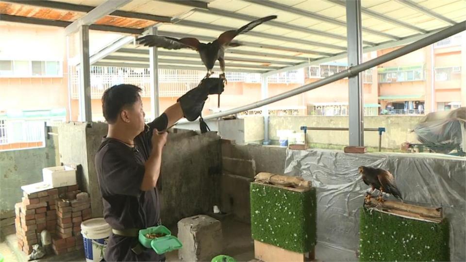 異言堂∕吃帶血生肉還要練飛 老鷹當寵物！飼主：要克服心理障礙