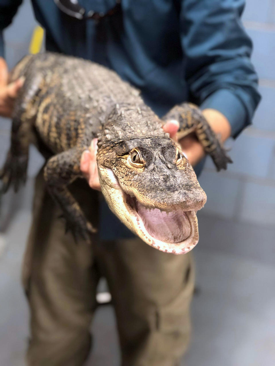 In this image provided by Chicago Animal Care and Control, a person holds an alligator, Tuesday, July 16, 2019, in Chicago. Police say an expert from Florida captured the elusive alligator in a public lagoon at Humboldt Park early Tuesday. (Kelley Gandurski/Chicago Animal Care and Control via AP)