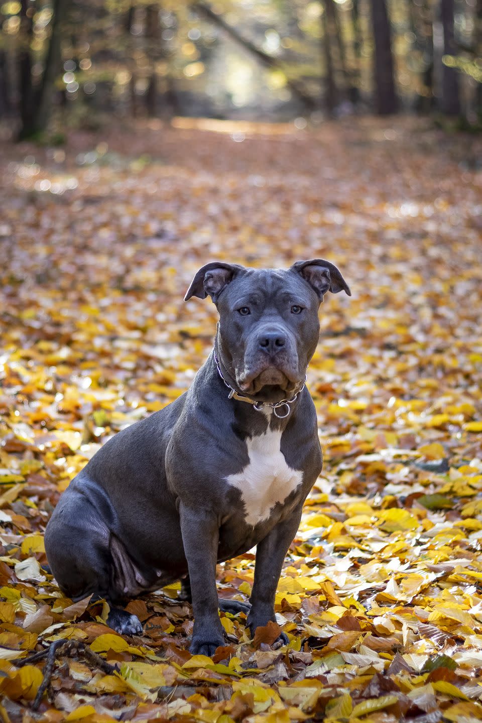 medium dog breeds american staffordshire